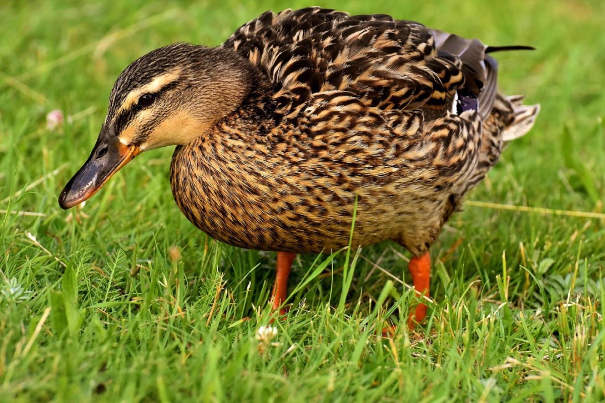 Top accessoires indispensables pour la chasse en milieu humide