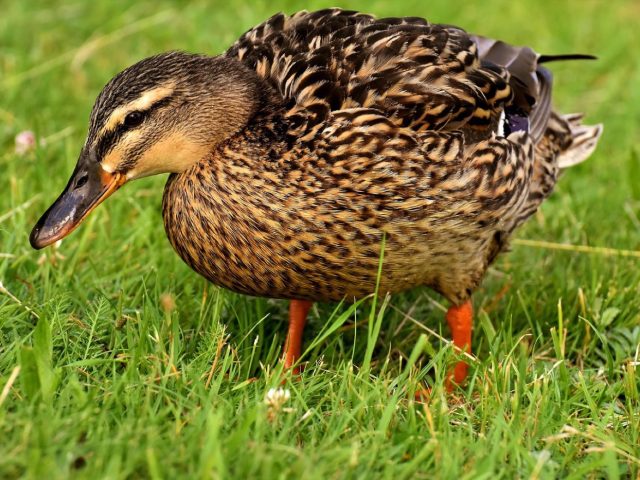 Top accessoires indispensables pour la chasse en milieu humide