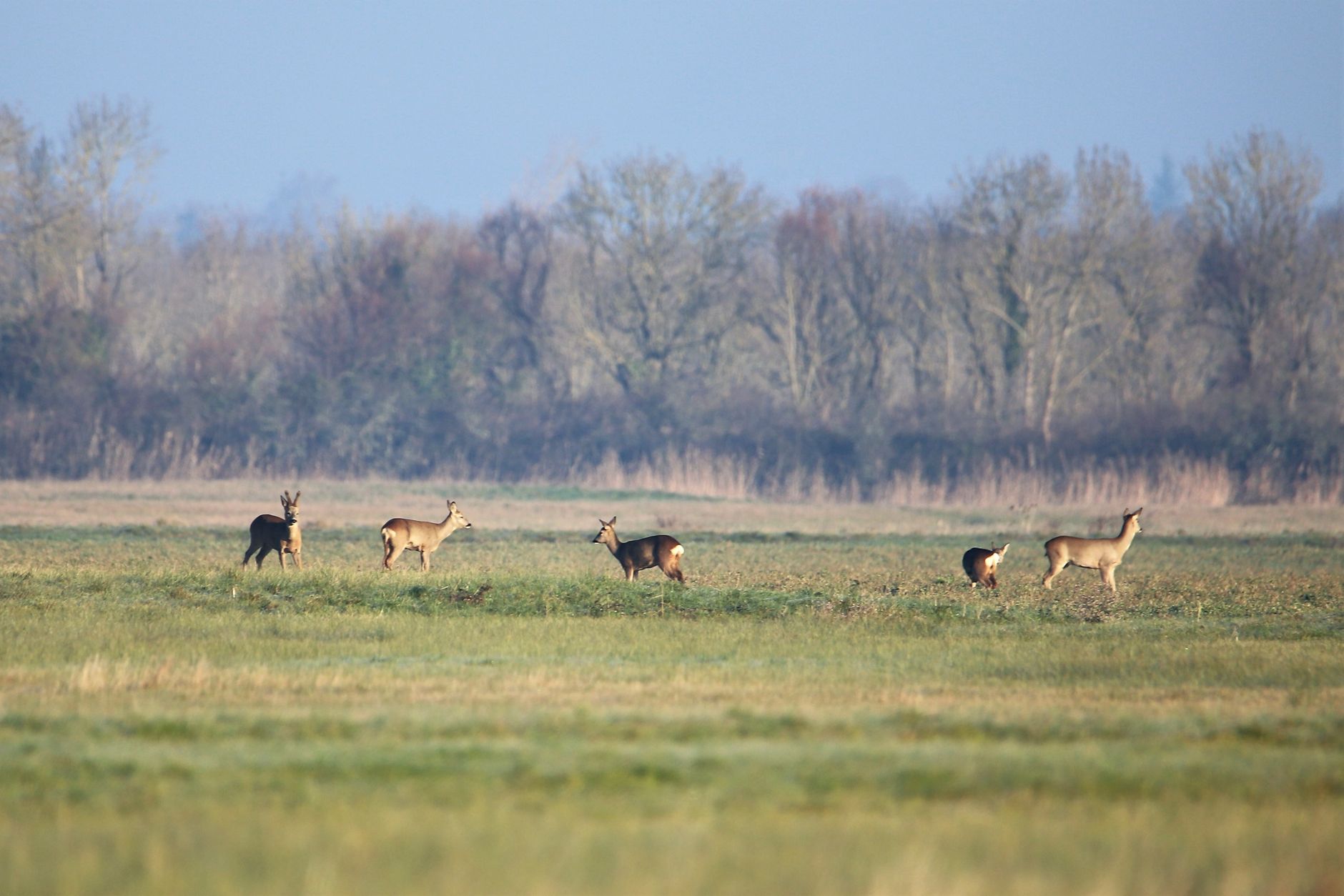 Assurer votre sécurité lors des sorties de chasse
