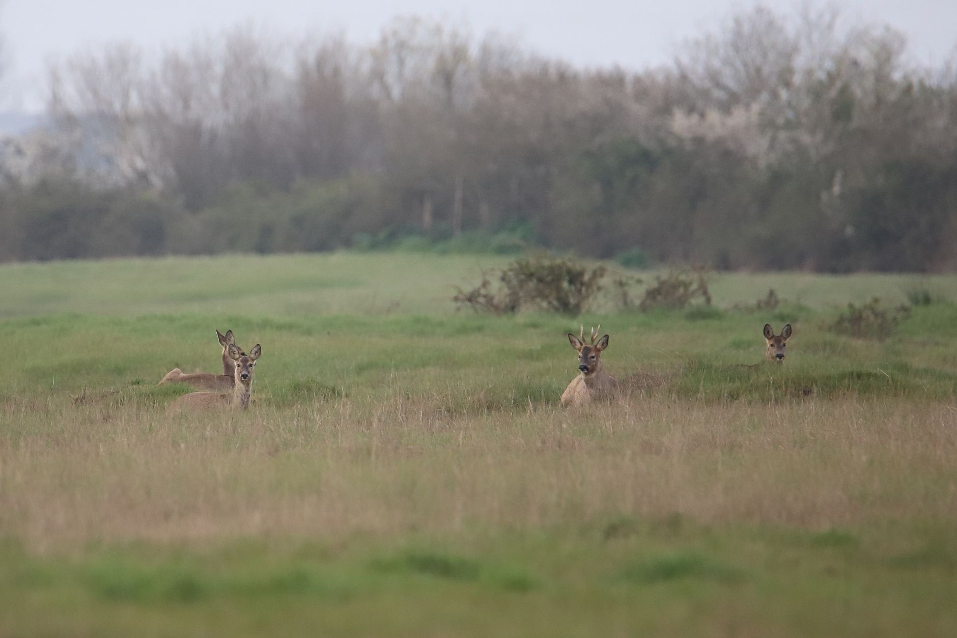 Comment les chasseurs préservent les zones humides en France