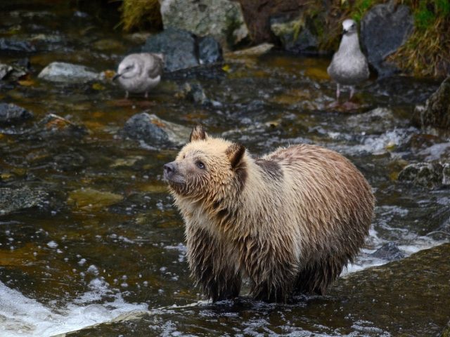Meilleurs gîtes pour séjour de chasse en milieu rural