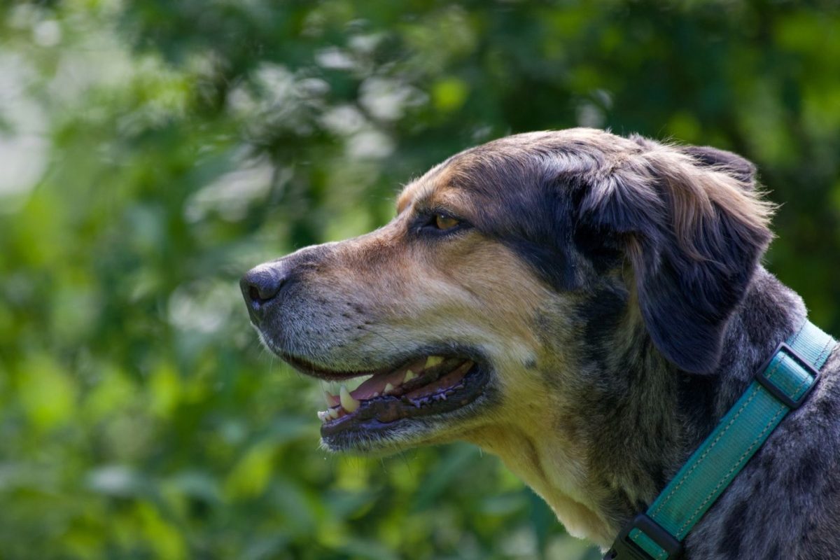Règles et bonnes pratiques pour la chasse en zone humide