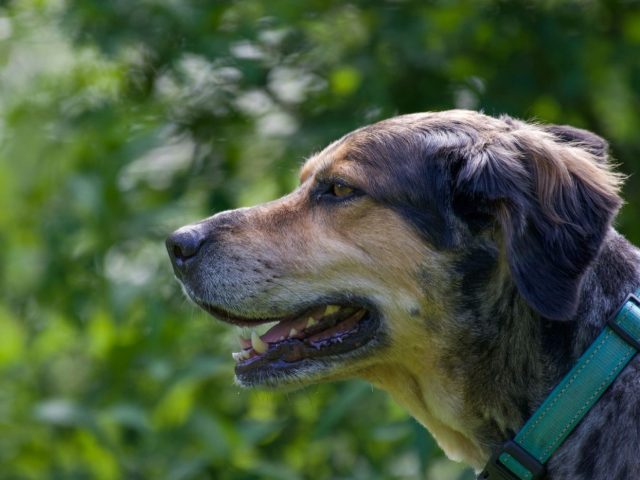Règles et bonnes pratiques pour la chasse en zone humide