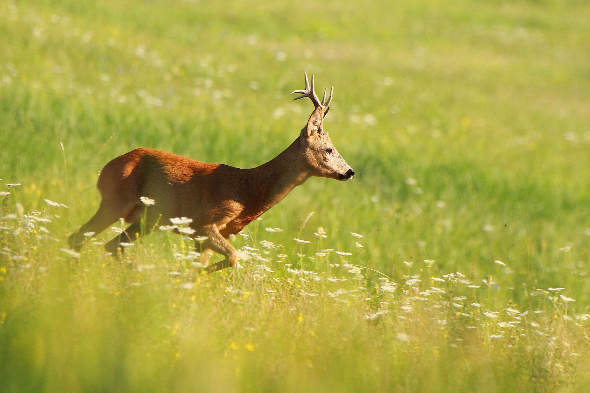 Permis de chasse en France pour étrangers