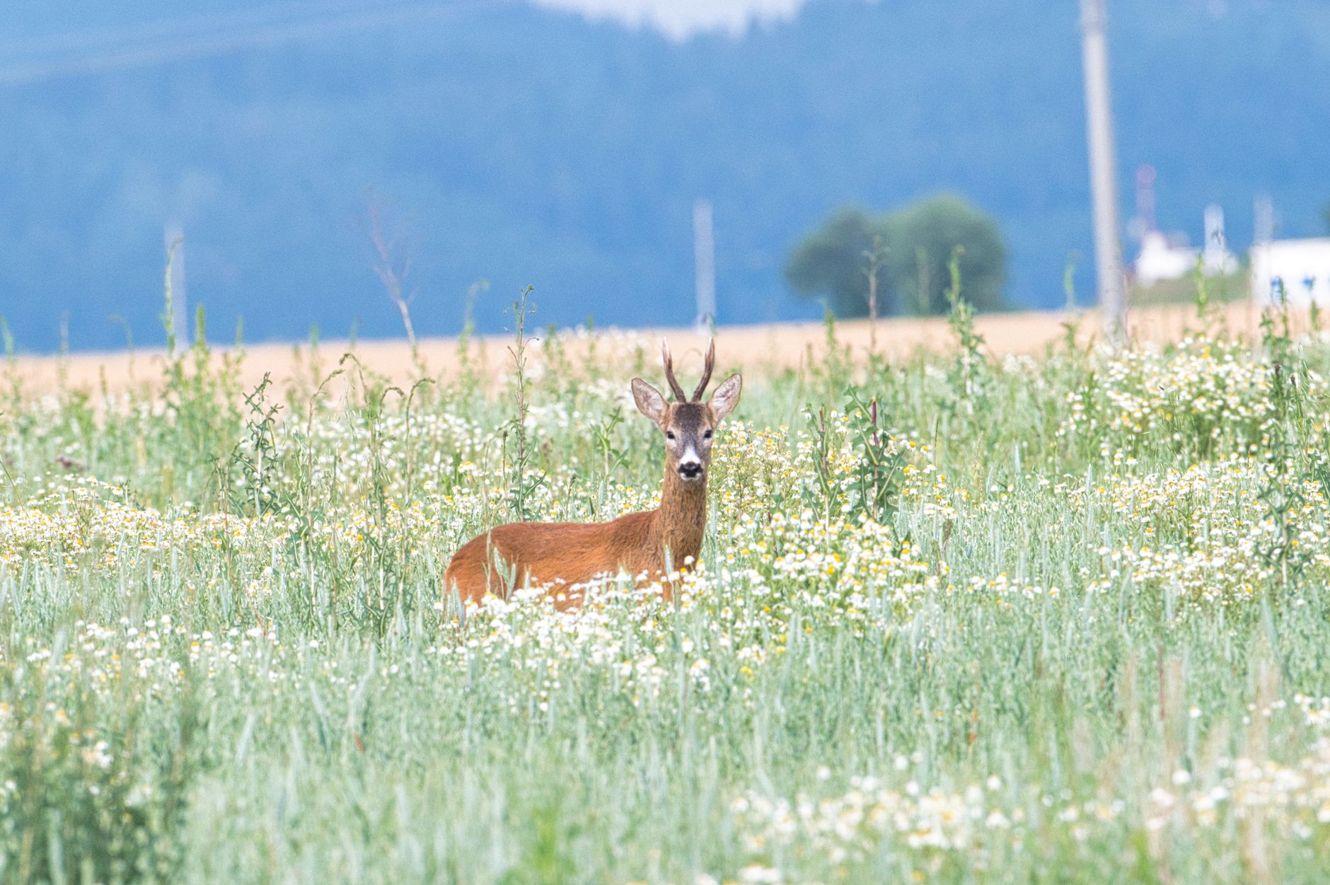 Aménager pour le gibier sans nuire à l'environnement